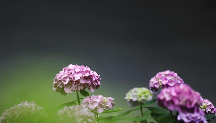 绣球花的花语与象征（揭示绣球花的花语以及象征的意义）