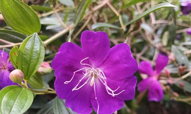 野牡丹的花语与传说（探寻野牡丹花海中的神秘传说和美丽花语）