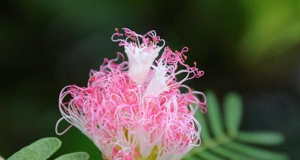 夜合花的花语与传说（花语寄托的情感与神秘的传说）