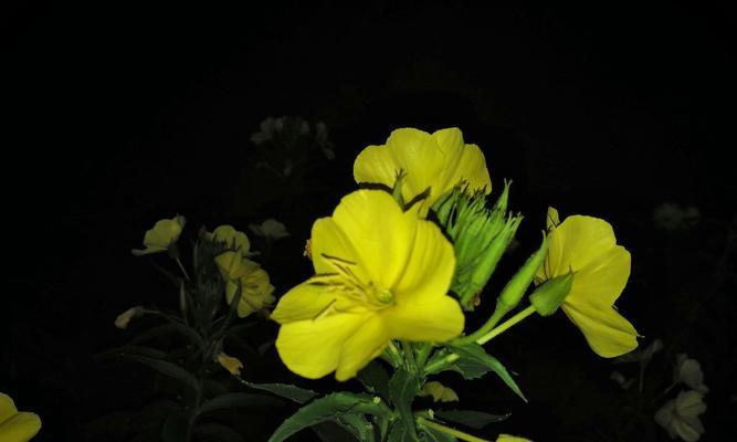 以夜来香的花语与传说（以夜来香的美丽花语和神秘传说）