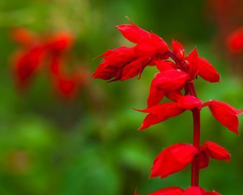 红花之语——揭开花开的季节之谜（探寻红花的花语）