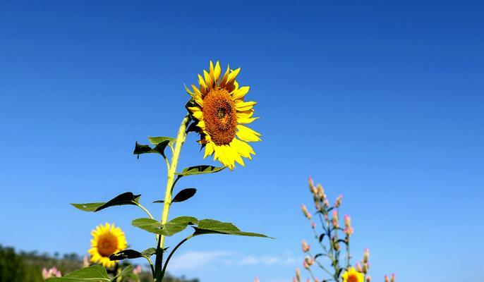 向日葵花的含义——热情、希望和成长（探索向日葵花的象征意义及其对人生的启示）