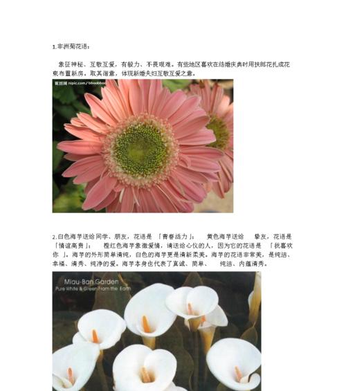 银杏花的花语与含义（探寻银杏花的神秘语言）