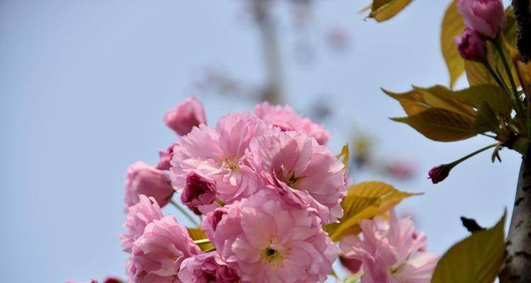 樱花之美（探寻樱花背后蕴含的象征意义及其美丽之谜）