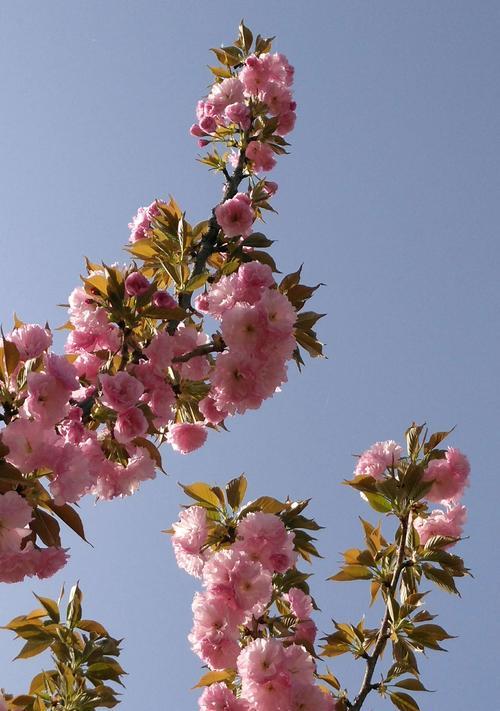 樱花的美丽与寓意（探索樱花的花语与文化）