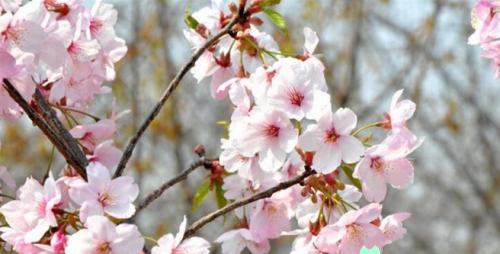 樱花的花语与代表意义——美丽之中的深意（探索樱花花语的神秘面纱）