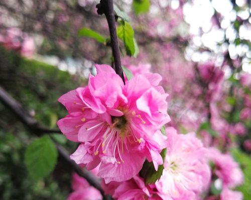 榆叶梅花语与作用（寓意深远的榆叶梅）