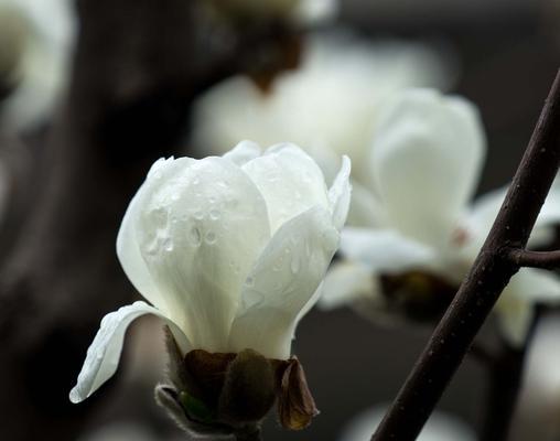 玉兰花的象征意义及传承（探寻玉兰花的美丽与力量）