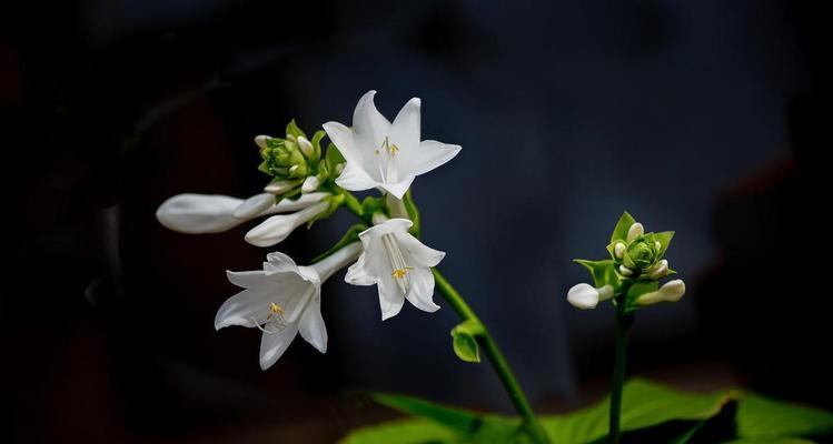 玉簪之花语与寓意（传承千年的美丽传说）