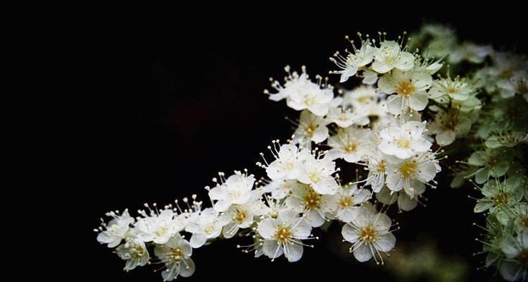 珍珠梅花语之美（探索珍珠梅花的内在价值与美丽之处）