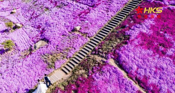 以芝樱——花开如梦的美丽传说（揭秘以芝樱的花语与名称由来）