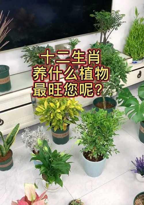 以植物代表生肖的寓意（用植物来诠释12种不同生肖的性格特点）