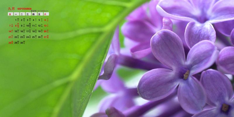 紫色丁香花的花语与意义（揭开紫色丁香花的深层心灵之语）