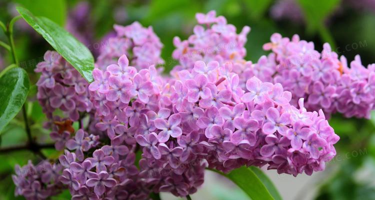 紫色丁香花的花语与意义（揭开紫色丁香花的深层心灵之语）