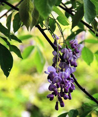 紫藤花的花语与寓意（探寻紫藤花的神秘传说与意义）