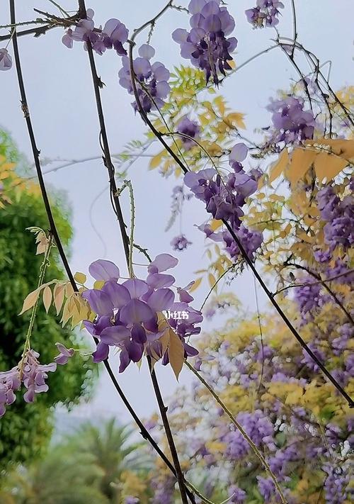 紫藤花（以紫藤花为媒介）