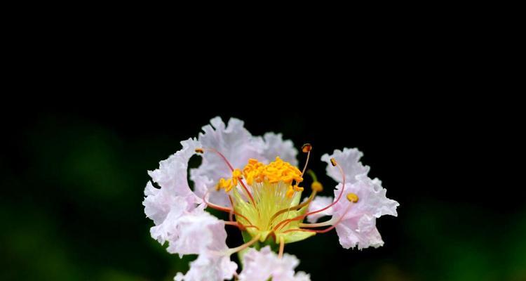 紫薇花（探寻紫薇花的意义与故事）