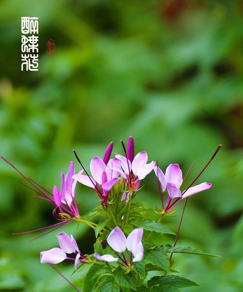 醉蝶花的药用价值与花语寓意（探寻醉蝶花的疗效与心灵抚慰）