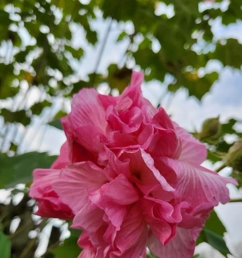 白芙蓉花的寓意与象征（传递纯洁与希望的花朵）