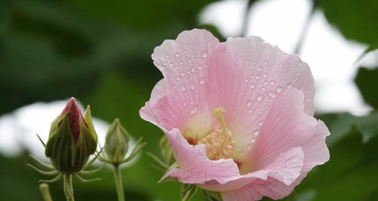 芙蓉花（绽放富贵）