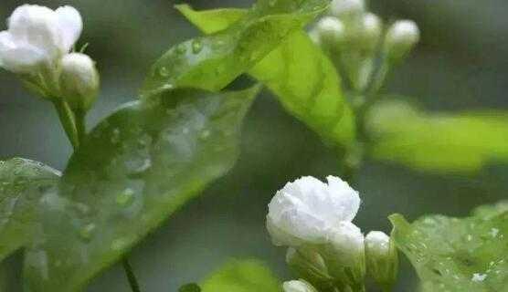 茉莉花的象征意义（探寻茉莉花背后的深刻寓意）