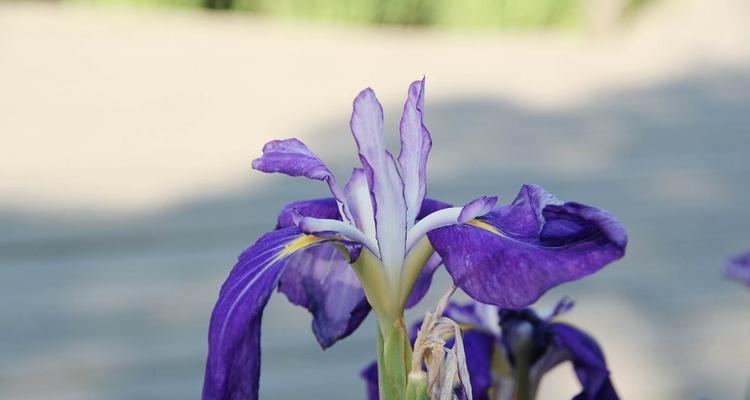 菖蒲花的花语与寓意（传说中的菖蒲花）