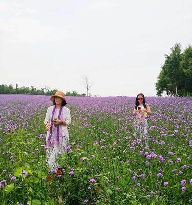 薰衣草与女生喜欢的含义（探索女生喜欢薰衣草的原因与象征意义）