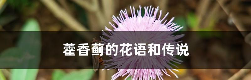 藿香蓟的花语和传说（探寻藿香蓟花的秘密与魅力）