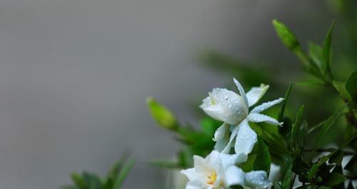 栀子花——芳香绽放的爱意（迷人的栀子花）