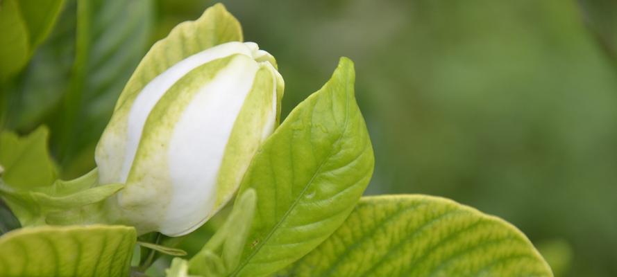 栀子花花语（娇艳芬芳的栀子花）