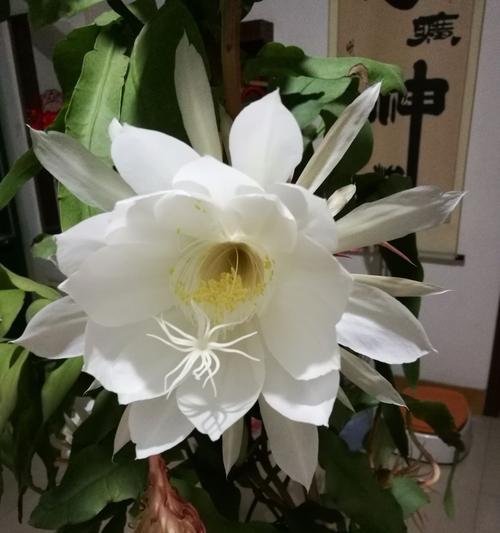 昙花开（昙花开的预兆与深意）