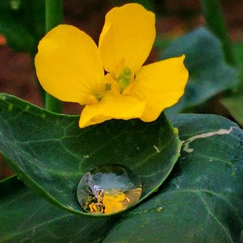 雨季种菜攻略（雨季品种推荐）