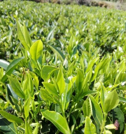 雨前茶上市时间及特点（了解雨前茶）