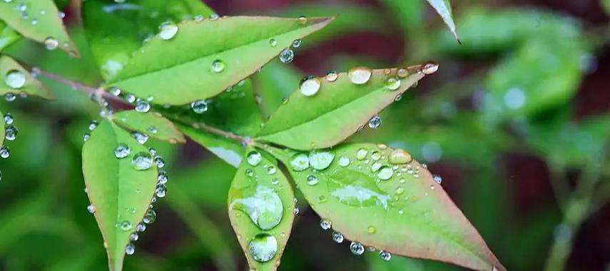 雨水滋养植物的神奇力量（感受雨水的生命之源）