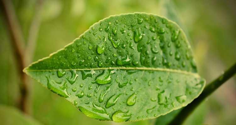 雨水滋养植物的神奇力量（感受雨水的生命之源）