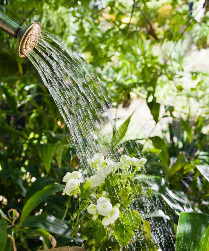 雨水浇花有多好（以环保之名）