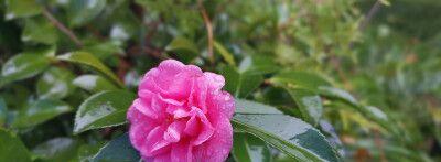 雨水浇茶花的好处（为什么雨水是最佳的浇水方式）