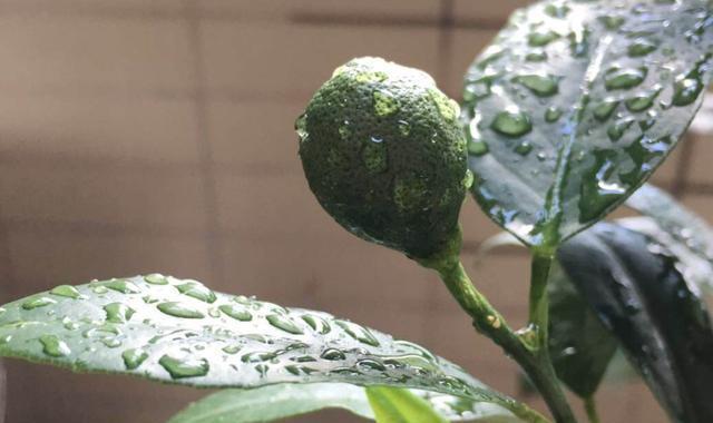 雨水可以浇花吗（解析雨水的浇花效果和需要注意的事项）