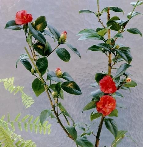 雨水养花之道（探究适合雨水浇灌的花草）