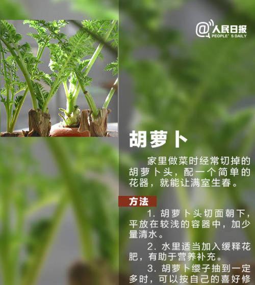 羽叶茑萝种子的最佳种植时间（如何选择最佳的时间种植羽叶茑萝种子）