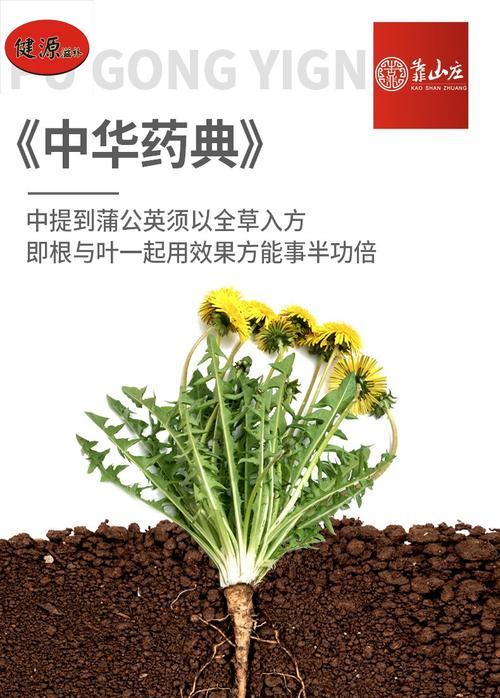 玉兰根的植物学特征（揭开玉兰根的神秘面纱）