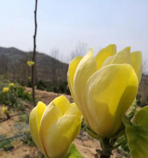 玉兰花不开花的原因（探究玉兰花不开花的因素及解决方法）