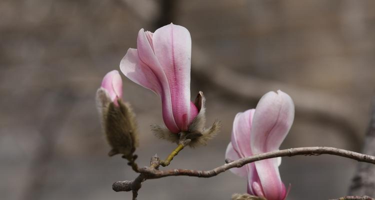 玉兰花的生长环境（探秘玉兰花生长的适宜环境）