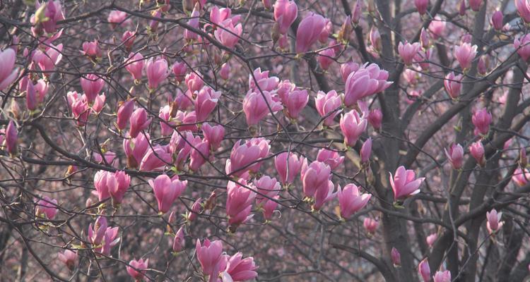 玉兰花的开花时间及特点（春天里的绽放与美丽）