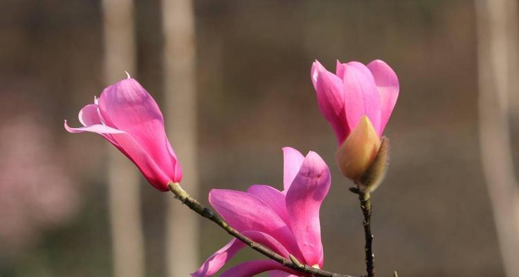 玉兰花的生长特点和环境条件（探秘玉兰花的生命密码）