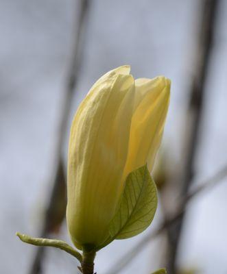 玉兰花之美——探秘玉兰花的样子和特点（掌握玉兰花的识别要点）