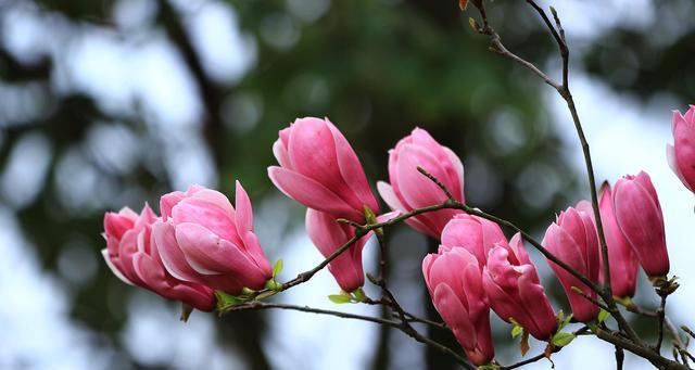 玉兰花的开花时间和持续时间（了解玉兰花的开花规律和魅力）