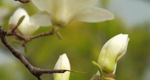 玉兰花的开花时间和持续时间（了解玉兰花的开花规律和魅力）