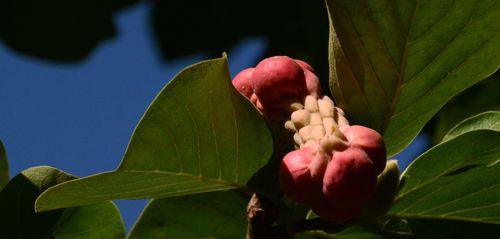 玉兰花果实的奇妙用途（从药用到美容）