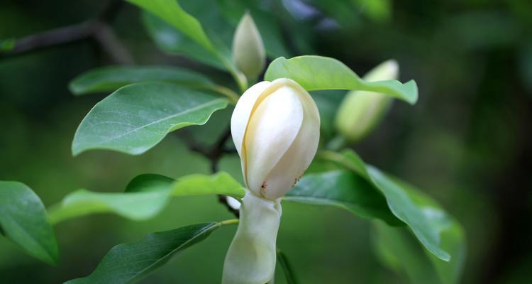 玉兰花和木兰花是同一种花吗？——探究玉兰花和木兰花的异同